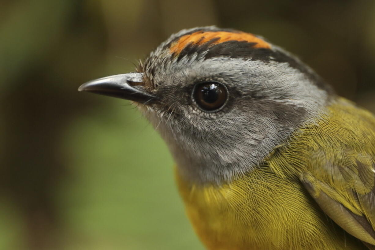 A russet-crowned warbler in the Cerro de Pantiacolla mountain in Peru.