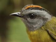 A russet-crowned warbler in the Cerro de Pantiacolla mountain in Peru.