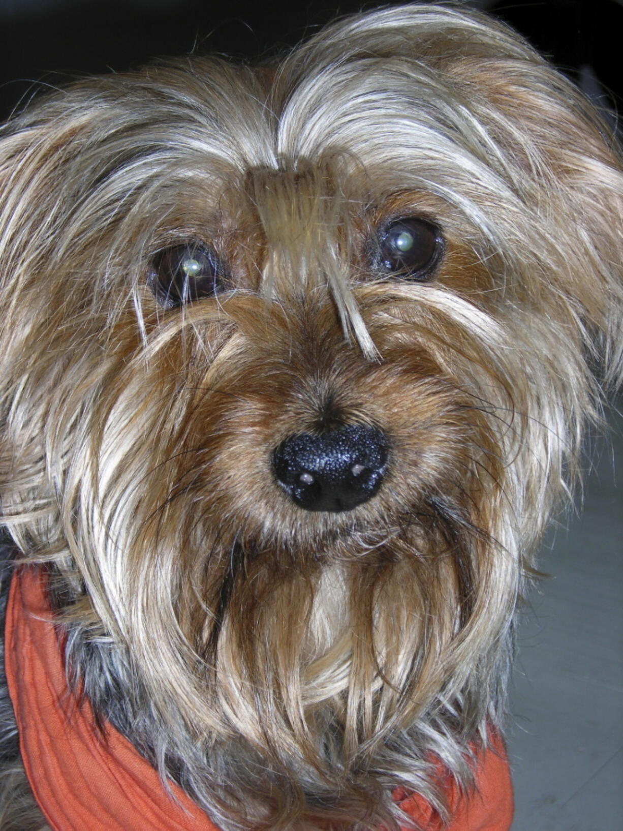 A Yorkshire Terrier who has performed in more than 125 performances of “The Nutcracker.” Festival Ballet Providence has announced that its beloved 19-year-old Nutcracker dog is retiring from the stage. The company plans auditions for the next Nutcracker dog on Dec. 2, 2018, at their studios on Hope Street, in Providence, R.I.