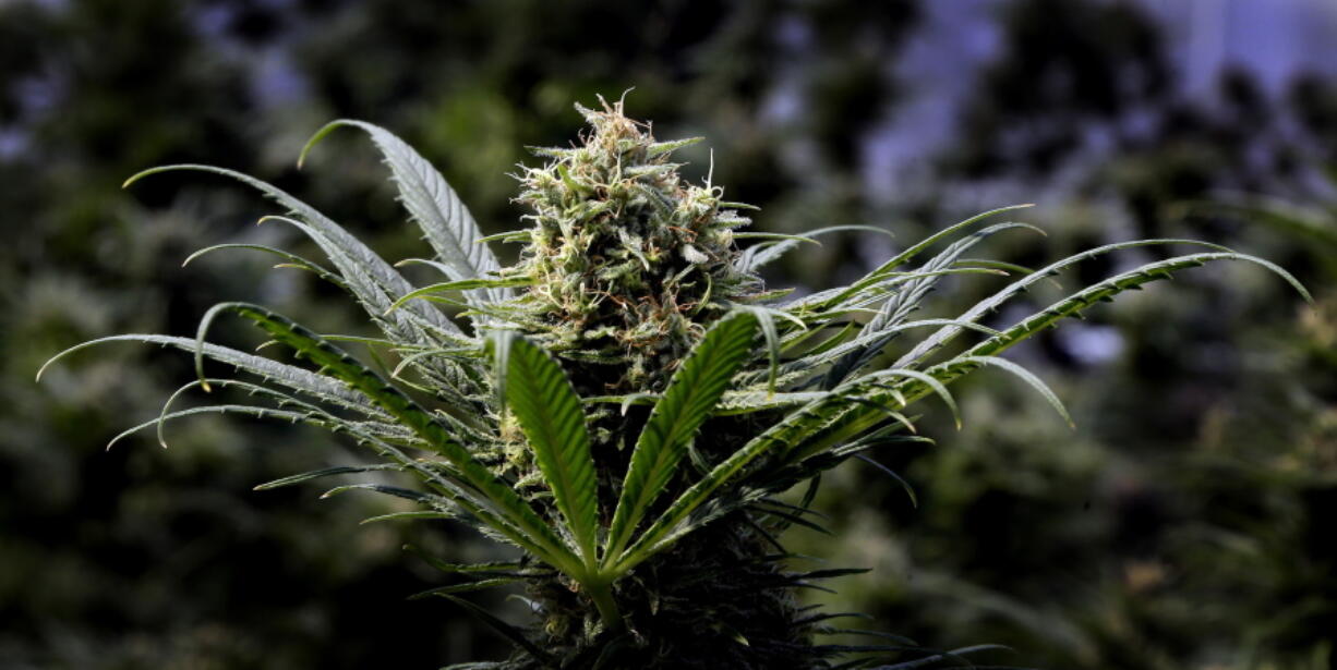 FILE - In this May 24, 2018, file photo, a marijuana plant is shown in Oregon. Rampant overproduction in Oregon’s market for legal, recreational marijuana has produced a 50 percent drop in prices, according to state economists. That widely documented collapse has been tough on farmers and retailers, but a boon for consumers.