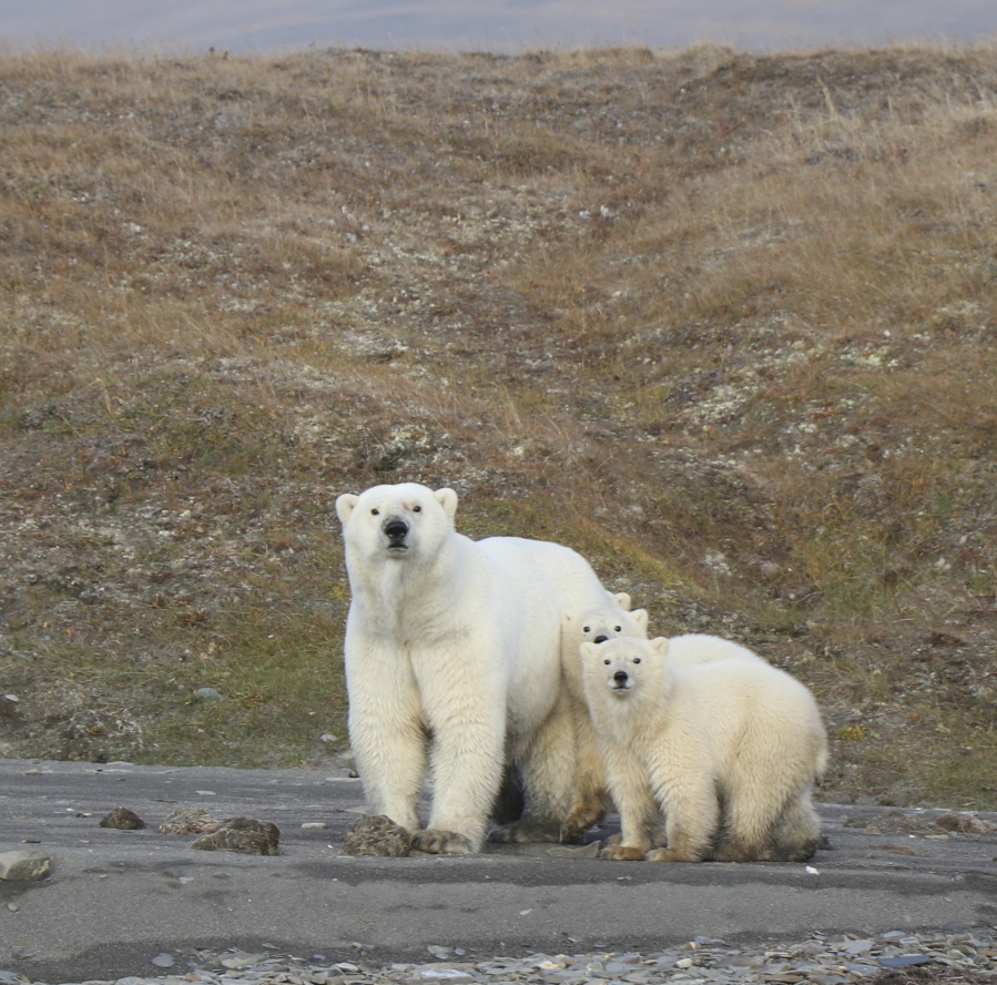 For threatened polar bears, the climate change diet is a losing proposition