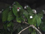 In this Nov. 6, 2018 photo, Puerto Rican parrots huddle in a flight cage at the Iguaca Aviary in El Yunque, Puerto Rico, where the U.S. Fish & Wildlife Service runs a parrot recovery program in collaboration with the Forest Service and the Department of Natural and Environmental Resources.