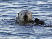 A sea otter in Morro Bay, Calif. It’s been more than a century since sea otters were hunted to near extinction along the U.S. West Coast. The cute animals were successfully reintroduced along the Washington, British Columbia and California coasts, but an attempt to bring them back to Oregon in the early 1970s failed. Now a new nonprofit has formed to try again.