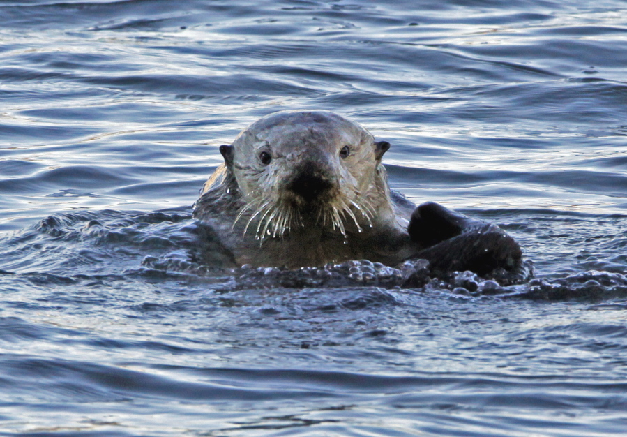 A sea otter in Morro Bay, Calif. It’s been more than a century since sea otters were hunted to near extinction along the U.S. West Coast. The cute animals were successfully reintroduced along the Washington, British Columbia and California coasts, but an attempt to bring them back to Oregon in the early 1970s failed. Now a new nonprofit has formed to try again.