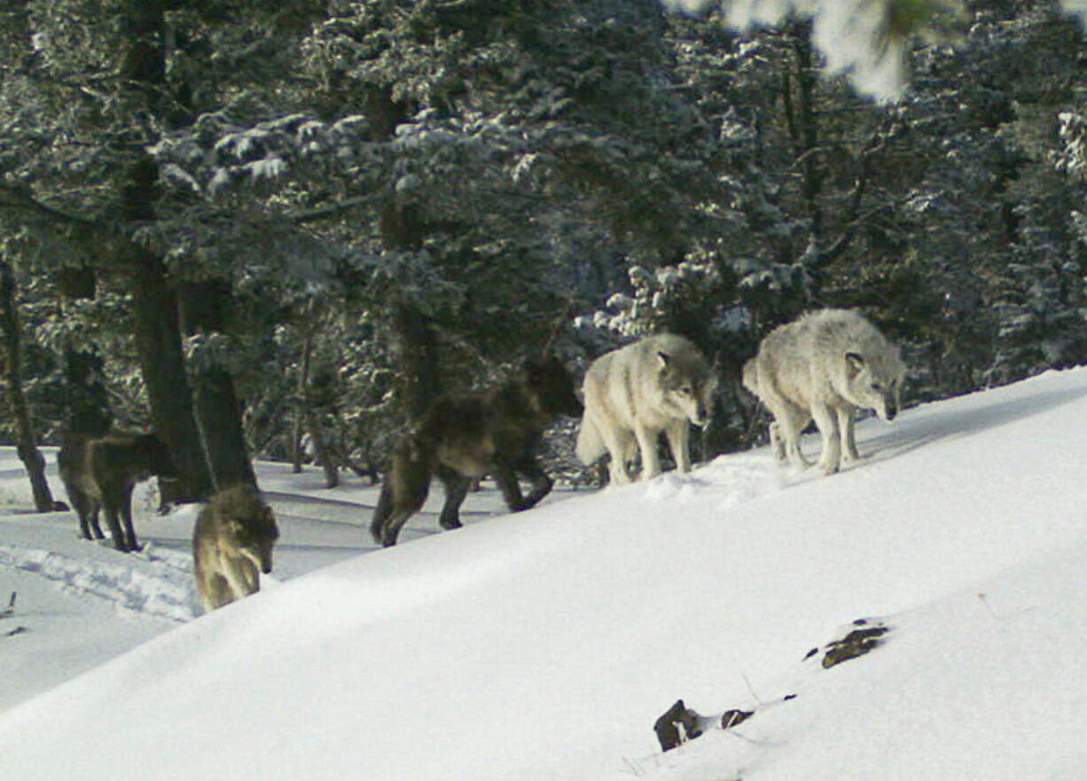 A wolf pack is captured by a remote camera Feb. 1, 2017, in Hells Canyon National Recreation Area in northeast Oregon. Two ranchers in eastern Oregon are working with state wildlife officials to test a new strategy for preventing wolf attacks on livestock.