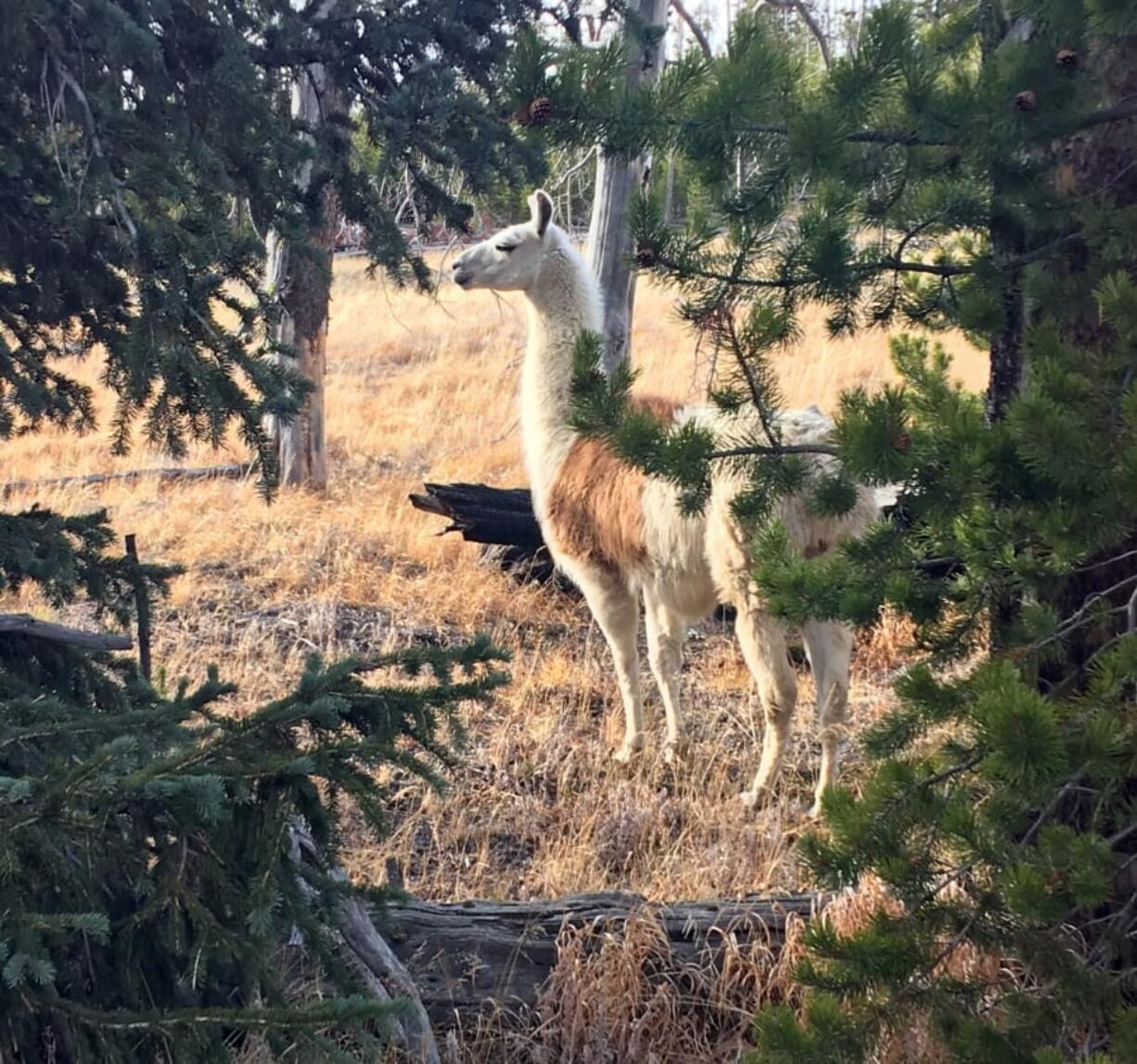 A pack llama that escaped from a guided hike in Yellowstone National Park in August, seen southwest of Yellowstone Lake. He was captured Sunday by Susi Huelsmeyer-Sinay with Yellowstone Llamas in Bozeman, Mont. She said she feared the llama would not survive the winter in the park.