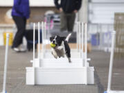 Jade, a border collie, jumps with a ball at the flyball demonstration held Sunday at the Greater Clark County Kennel Club’s performance weekend dog show at the Clark County Event Center at the Fairgrounds.