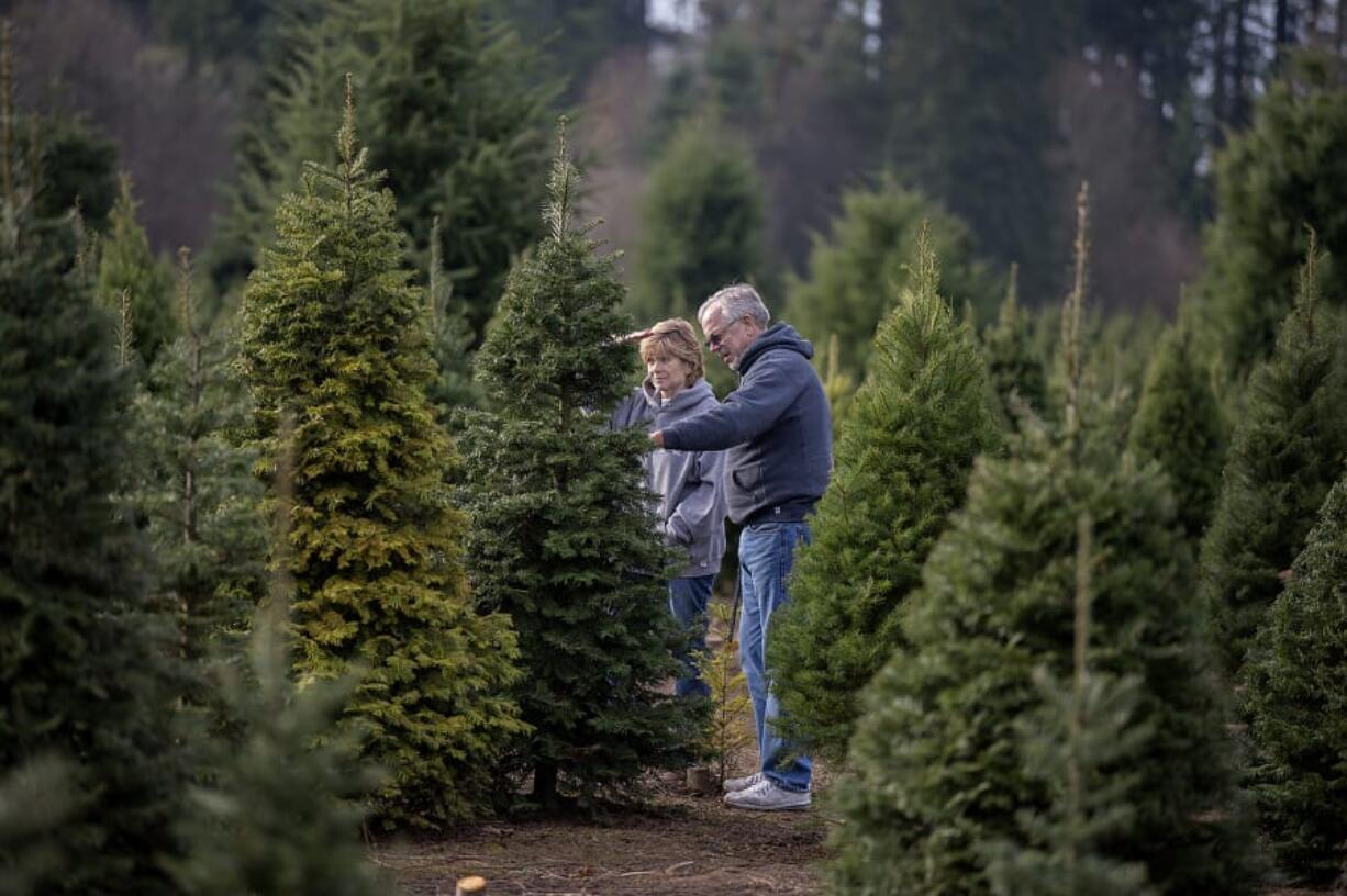 Lynda and Paul Ekeberg of Vancouver check out the selection of trees while stopping by The Tree Wisemans in Ridgefield on Friday morning, Dec. 7, 2018.