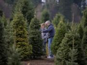 Lynda and Paul Ekeberg of Vancouver check out the selection of trees while stopping by The Tree Wisemans in Ridgefield on Friday morning, Dec. 7, 2018.