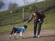 Shannon Martin of Vancouver reaches out to pet her 5-month-old springer spaniel, Daisy, at Ike Memorial Dog Park on Thursday.