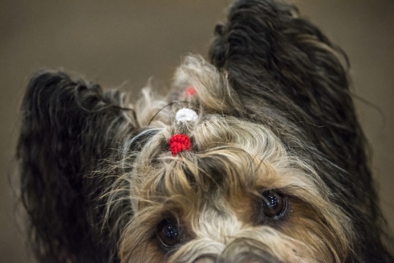 Demi, an 8-year-old Briard, displays the scrunchies that keep her long hair away from her eyes while competing, during the The Boston Terrier Club of Western Washington all-breed AKC Agility Trial at the Clark County Fairgrounds on Saturday morning, Dec. 29. 2018.