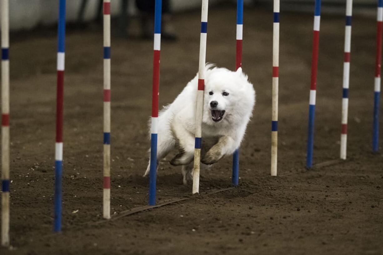 Nadia, a Samoyed, weaves through the slaloms during the Boston Terrier Club of Western Washington all-breed American Kennel Club Agility Trial at the Clark County Event Center at the Fairgrounds on Saturday morning. The trials continue today.