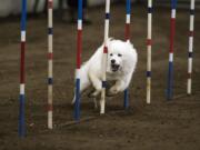 Nadia, a samoyed,  weaves through the slaloms during the The Boston Terrier Club of Western Washington all-breed AKC Agility Trial at the Clark County Fairgrounds on Saturday morning, Dec. 29. 2018.