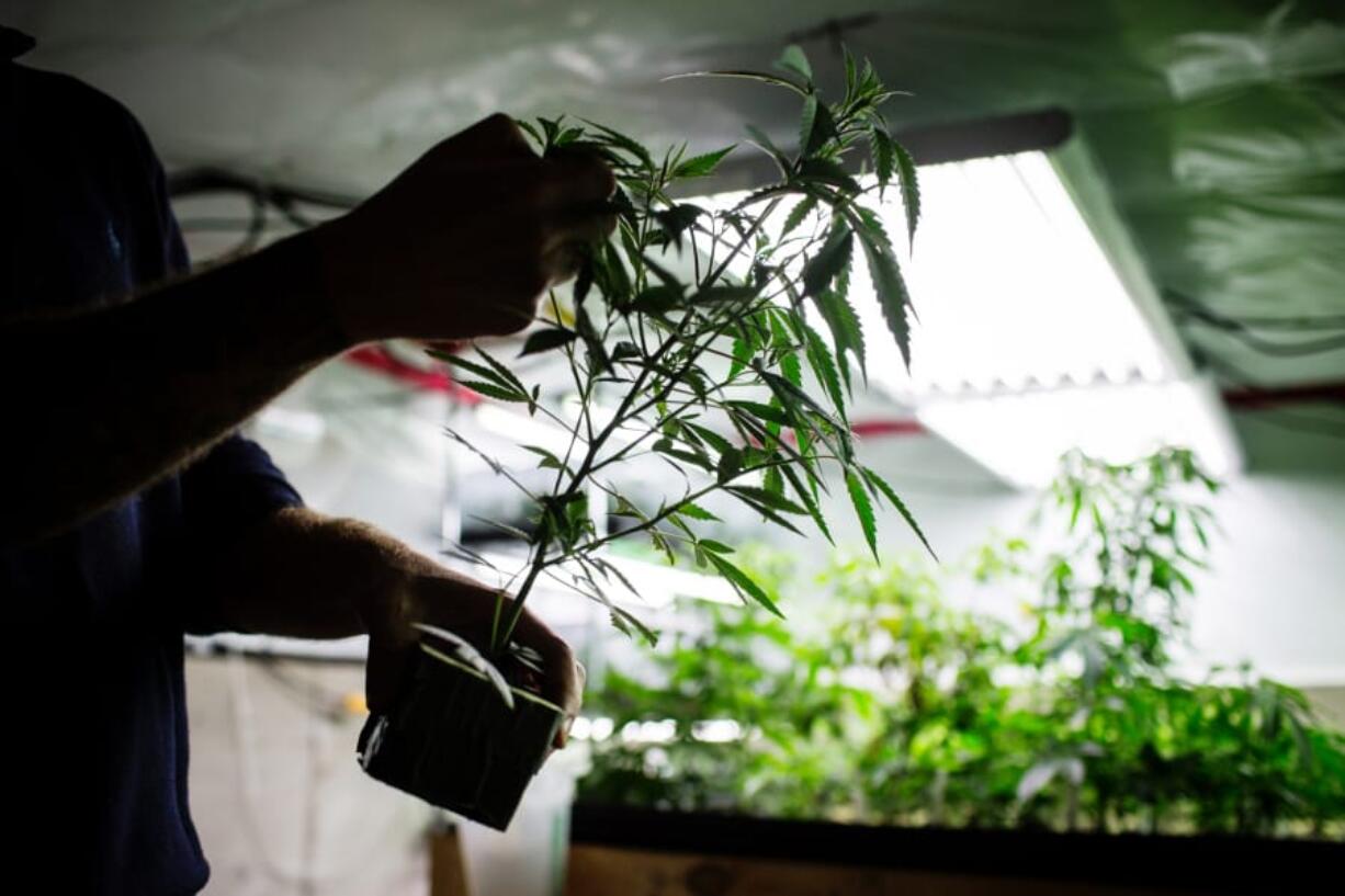 A grower inspects a cannabis plant at a craft grow operation outside of Nelson, British Columbia, Canada, on Nov. 8.