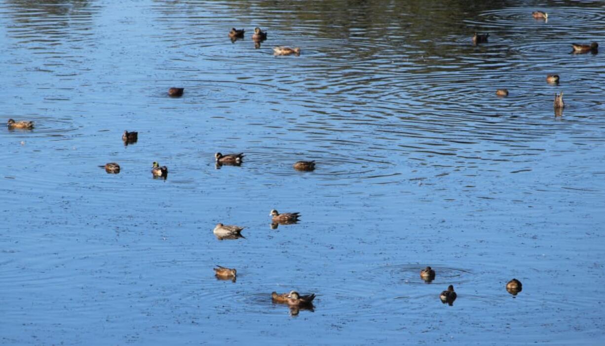 Where are the ducks? Dry, warm weather has kept the northern ducks and geese held up in Canada. Waterfowl hunters are hoping for some late season storms to improve the hunting.