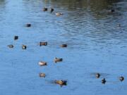 Where are the ducks? Dry, warm weather has kept the northern ducks and geese held up in Canada. Waterfowl hunters are hoping for some late season storms to improve the hunting.