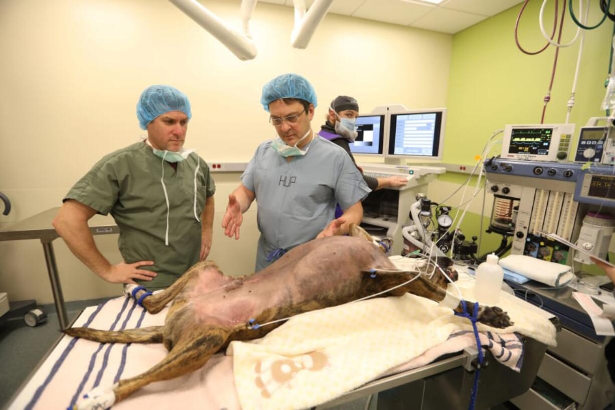 Dr. Maxim Itkin, right, a radiologist and professor of radiology at the Hospital of the University of Pennsylvania, and Dr. Ron Ben-Amotz, a veterinary surgeon, prepare Nov. 28 to perform a procedue usually done on humans on pit bull Jackson.