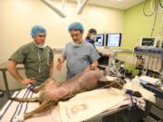 Dr. Maxim Itkin, right, a radiologist and professor of radiology at the Hospital of the University of Pennsylvania, and Dr. Ron Ben-Amotz, a veterinary surgeon, prepare Nov. 28 to perform a procedue usually done on humans on pit bull Jackson.