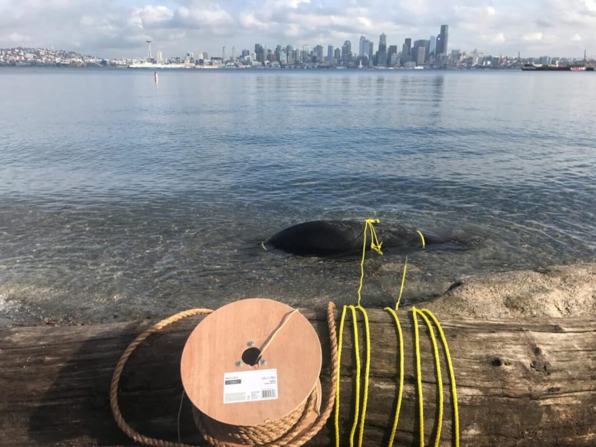 A dead sea lion floats in shallow water off Seacrest Marine Park in Seattle.