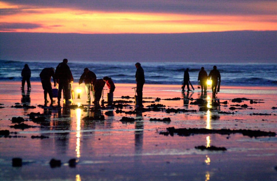 Clammers can finally dig for razor clams on Long Beach.