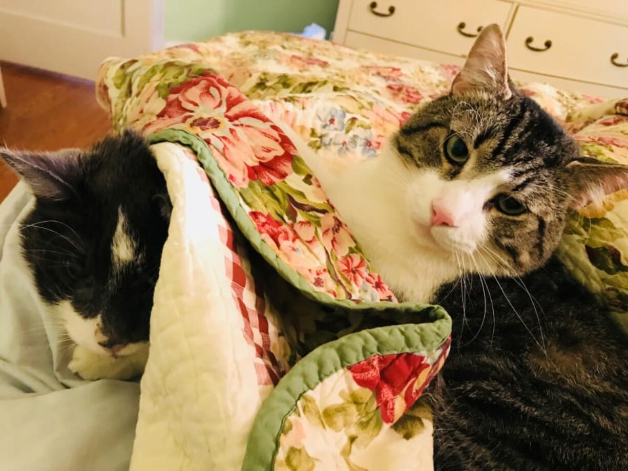 Stanley, left, and Jay, two of Baltimore resident Betsy Boyd’s cats. Last year, Jay donated his kidney to Stanley. Boyd paid $19,000 for the operation. Stanley died Dec. 14 at age 18.