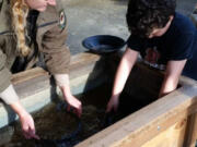 Panning for Gold, a perfect activity for Junior Rangers.