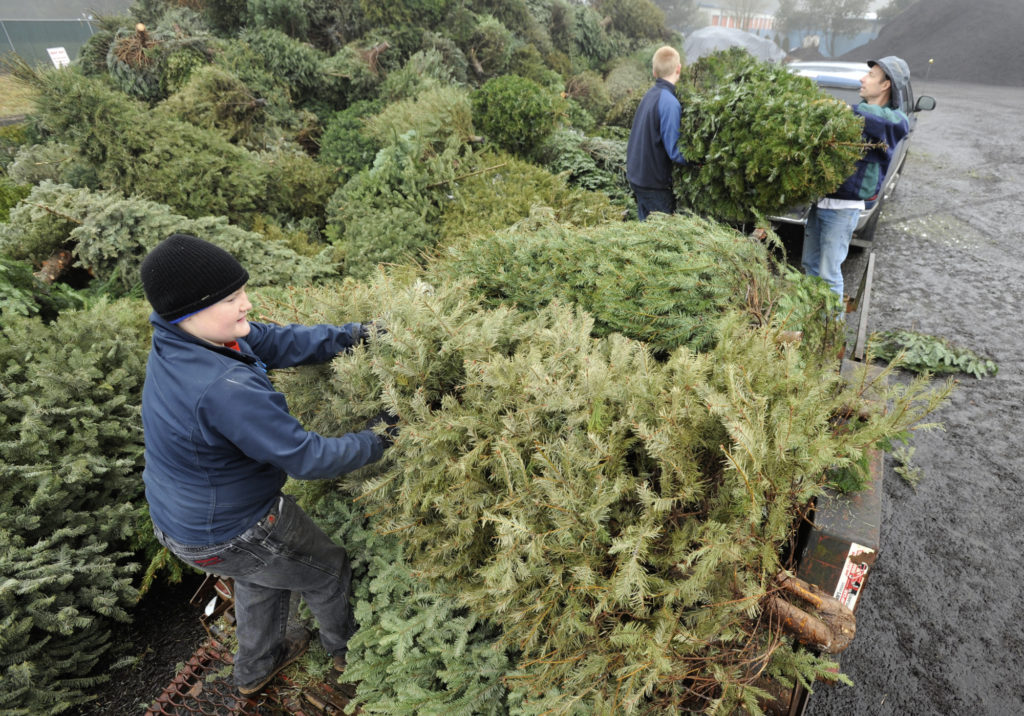 The Boy Scouts will hold their annual Christmas tree recycling event on Jan. 7.