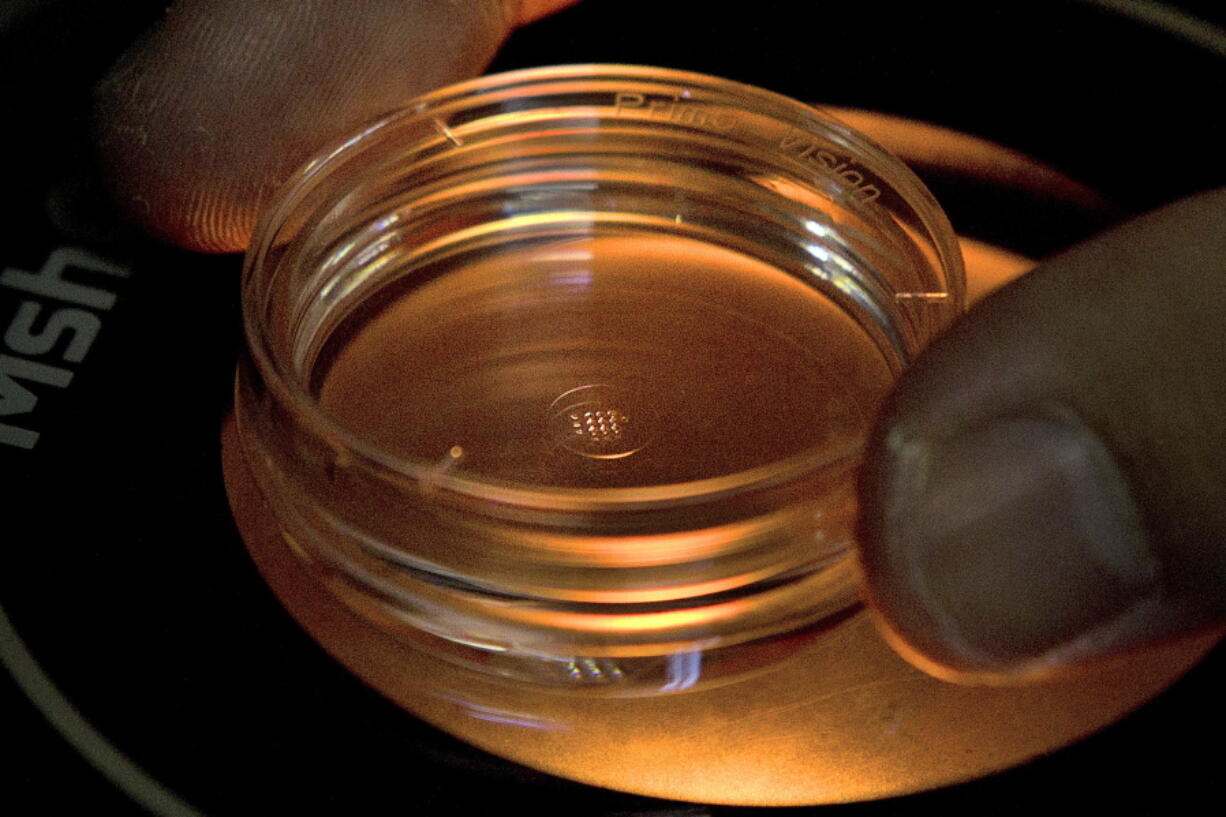 An embryologist adjusts a microplate containing embryos that were injected with gene-editing components in a laboratory in Shenzhen in southern China’s Guangdong province.