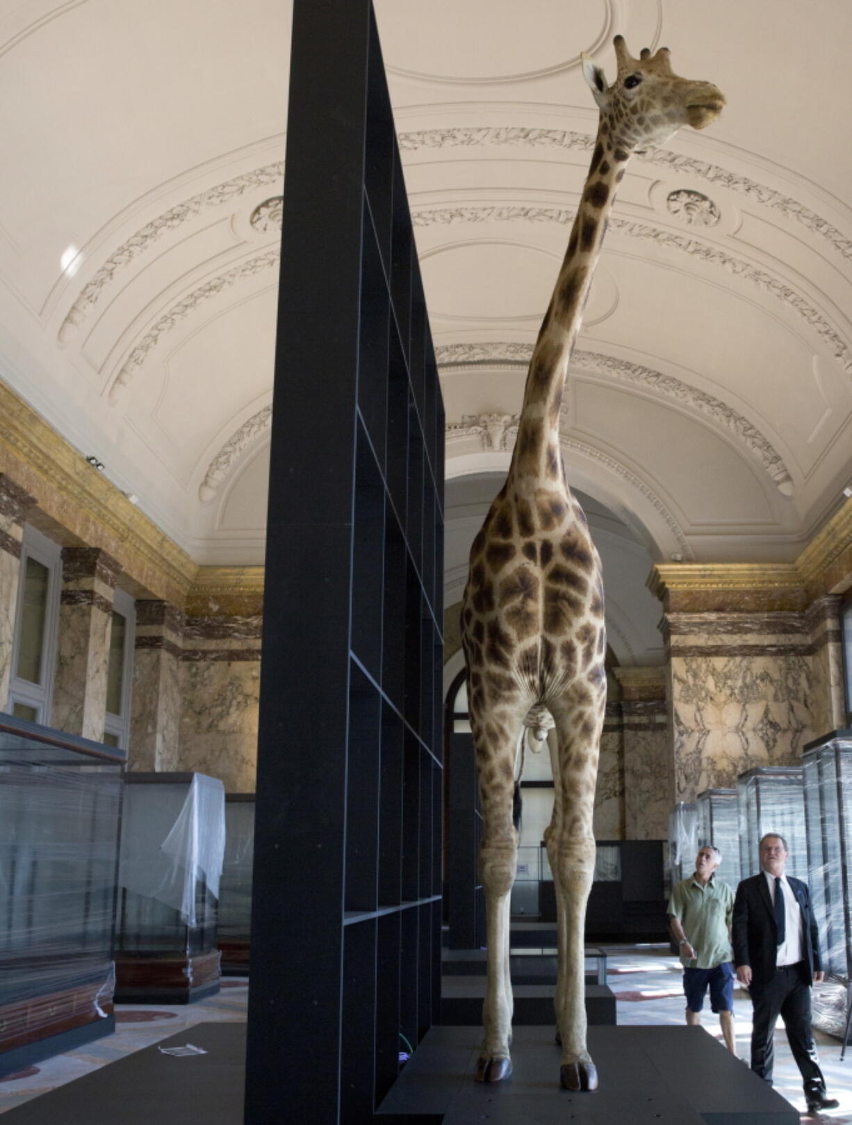 Museum Director Guido Gryseels walks past a stuffed giraffe in August at the Africa Museum in Tervuren, Belgium. The museum reopened Saturday.