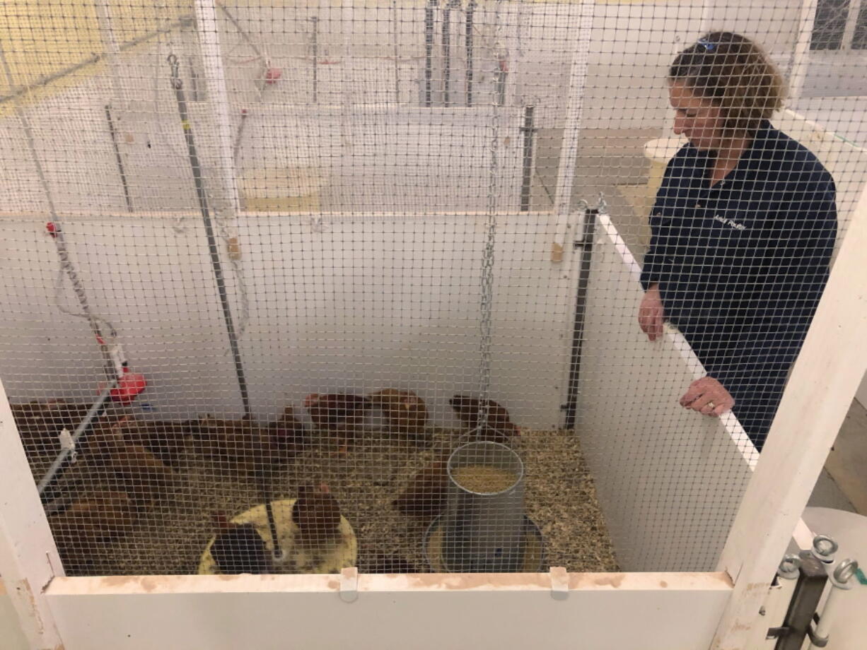 Researcher Stephanie Torrey stands over chickens under observation on Oct. 12 at the University of Guelph in Ontario, Canada. Researchers are tracking chicken traits like weight, growth rate and meat quality they hope will be useful to the poultry industry.