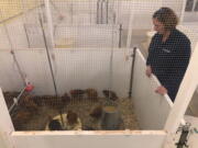 Researcher Stephanie Torrey stands over chickens under observation on Oct. 12 at the University of Guelph in Ontario, Canada. Researchers are tracking chicken traits like weight, growth rate and meat quality they hope will be useful to the poultry industry.