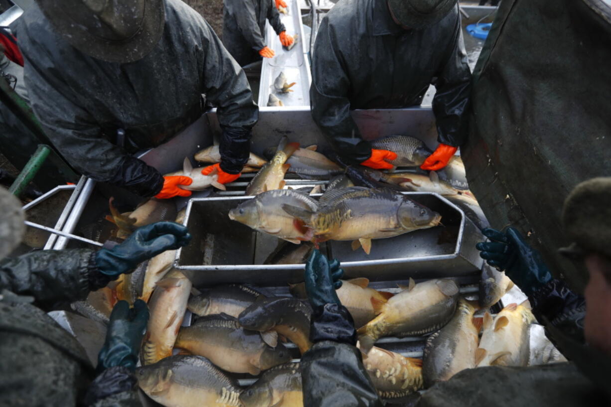 In this picture taken on Thursday, Nov. 15, 2018, fishermen sort fish, mostly carp, during the traditional fish haul of the Krcin pond near the village of Mazelov, Czech Republic. Czechs will have to pay more for their traditional Christmas delicacy this year after a serious drought devastated the carp population this year.