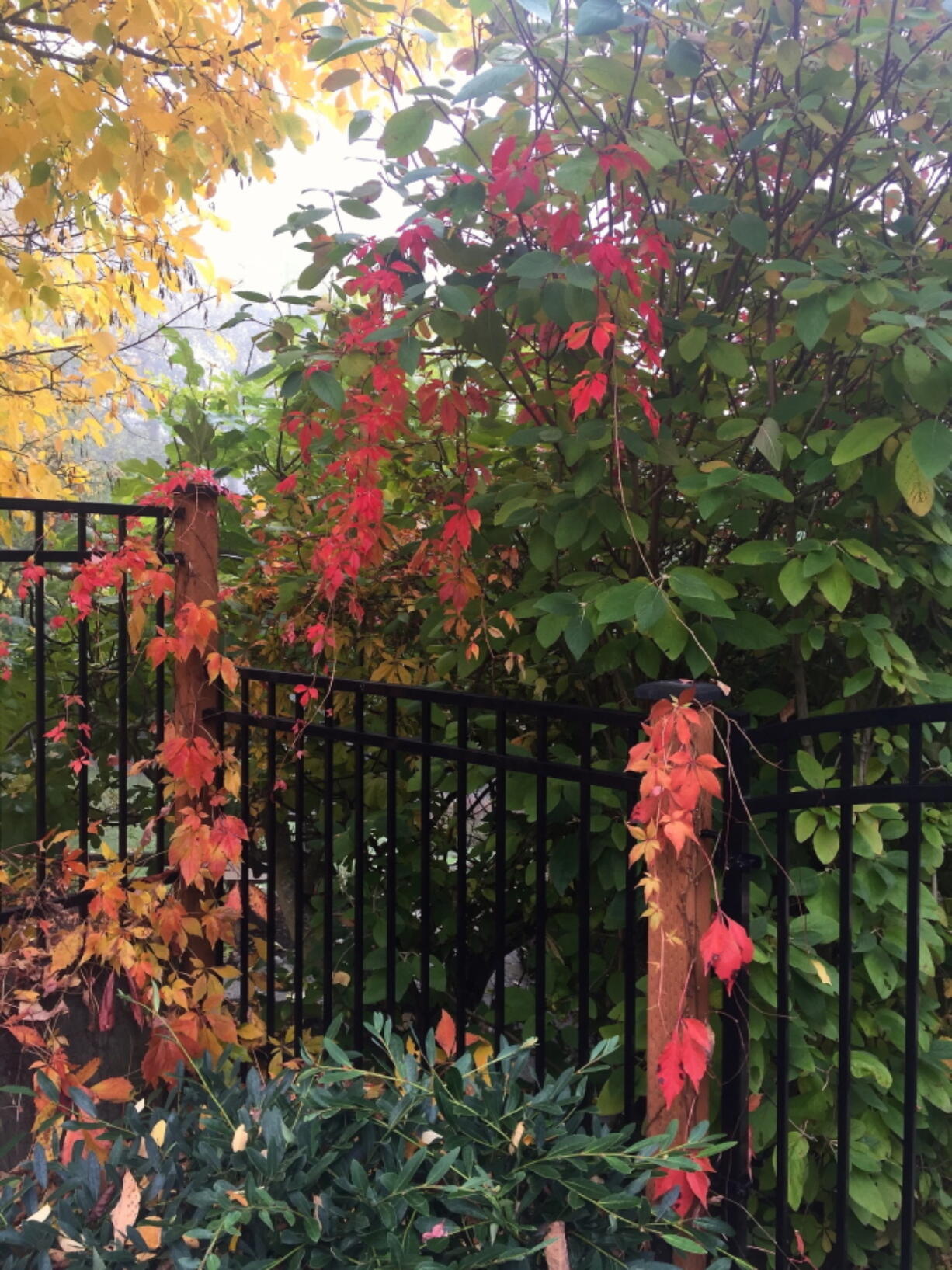 An ivy-covered fence near Langley underscores that there are no landscaping rules against blending different plant varieties or integrating them into commercial fencing.