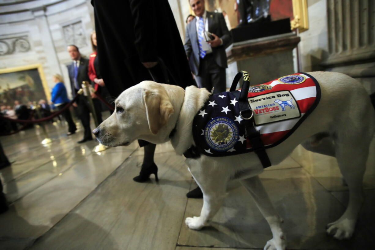 Sully, former President George H.W. Bush’s service dog, walks to the Capitol Rotunda to pay respect to President Bush as he lie in state at the U.S. Capitol in Washington, Tuesday, Dec. 4, 2018.