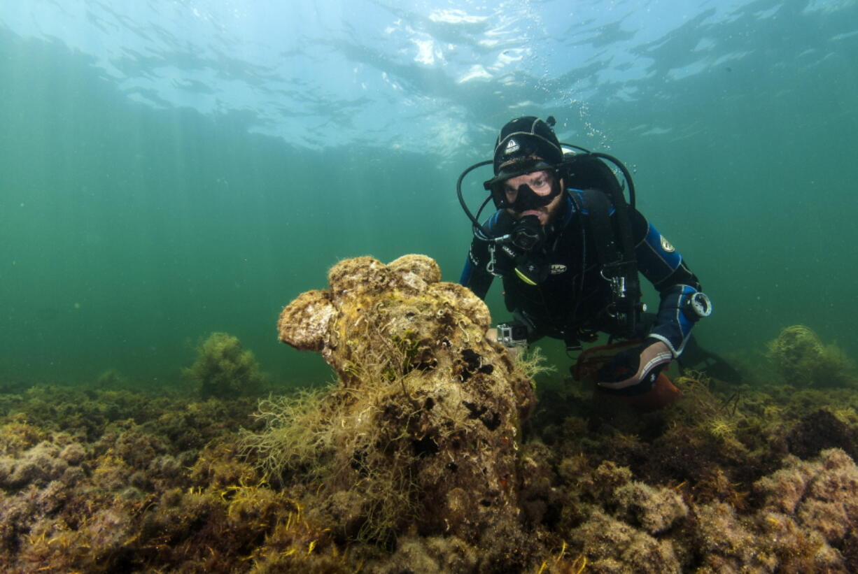 A diver observes a pen shell on the seabed in the Aegean Sea on Sept. 14, 2008. A new parasite is devastating populations of a giant species of clam found only in the Mediterranean. Right: Yiannis Issaris, marine ecologist and research associate at the Hellenic Center for Marine Research, holds a dead noble pen shell, or Pinna nobilis, on Nov. 7 in Anavyssos, south of Athens.