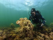 A diver observes a pen shell on the seabed in the Aegean Sea on Sept. 14, 2008. A new parasite is devastating populations of a giant species of clam found only in the Mediterranean. Right: Yiannis Issaris, marine ecologist and research associate at the Hellenic Center for Marine Research, holds a dead noble pen shell, or Pinna nobilis, on Nov. 7 in Anavyssos, south of Athens.