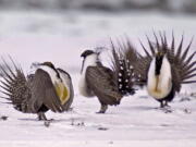 Male greater sage grouse perform mating rituals for a female grouse, not pictured, on a lake outside Walden, Colo.