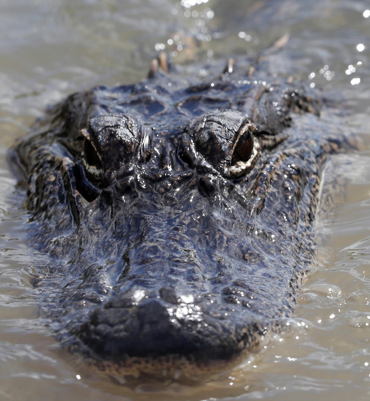 An alligator floats in the Caernarvon Canal in Caernarvon, La. With prices less than half the usual amount for alligator skins, the recent wild harvest in Louisiana was slow.