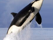 An endangered southern resident female orca leaps from the water in January 2014 in Puget Sound. The declining population that has not seen a successful birth since 2015.