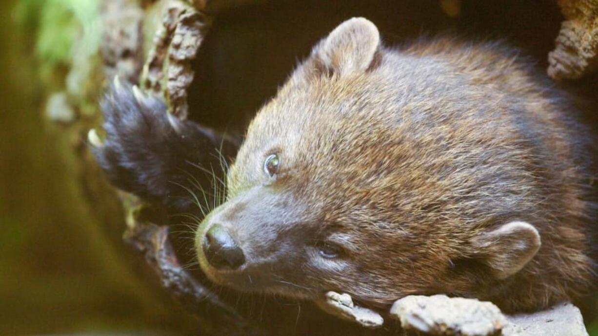 Fishers were once plentiful across the Western United States until fur trappers wiped out their population.