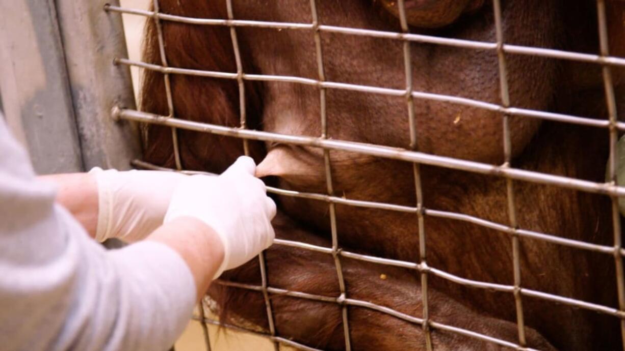 Primate keeper Erin Stromberg milks 21-year-old Bornean orangutan Batang at the National Zoo in Washington, D.C.