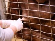 Primate keeper Erin Stromberg milks 21-year-old Bornean orangutan Batang at the National Zoo in Washington, D.C.