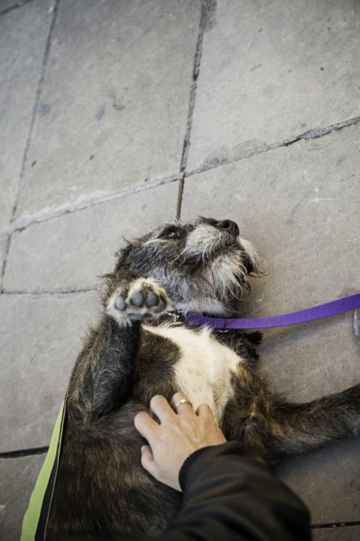 Despite the cries of “they’re just trying to bring their pet everywhere for free,” people — particularly those of the younger variety — are still turning to emotional support animals as a means of treating depression and anxiety.