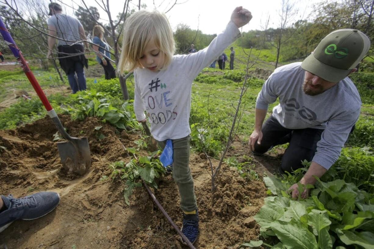 Mason Dial, 3, stomps the dirt around a newly planted pomegranate tree during the Tu B’Shvat Food Forest Festival in Encinitas, Calif.