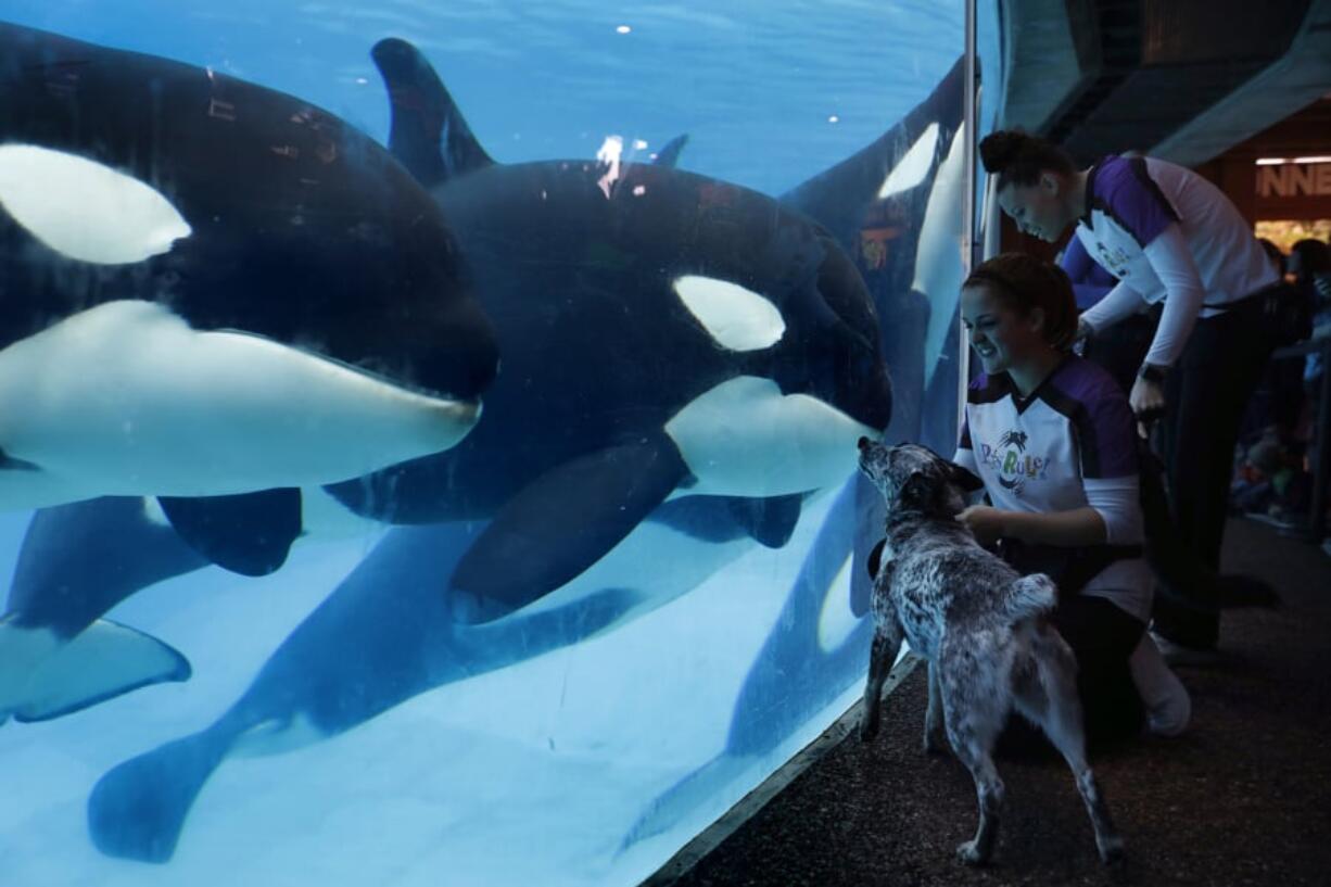 Kaja, a Queensland heeler from the Pets Rule! show, is accompanied by trainer Danica Waitley as she peers into the killer whale tank during Inside Look at SeaWorld. Nancee E.