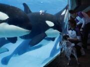 Kaja, a Queensland heeler from the Pets Rule! show, is accompanied by trainer Danica Waitley as she peers into the killer whale tank during Inside Look at SeaWorld. Nancee E.