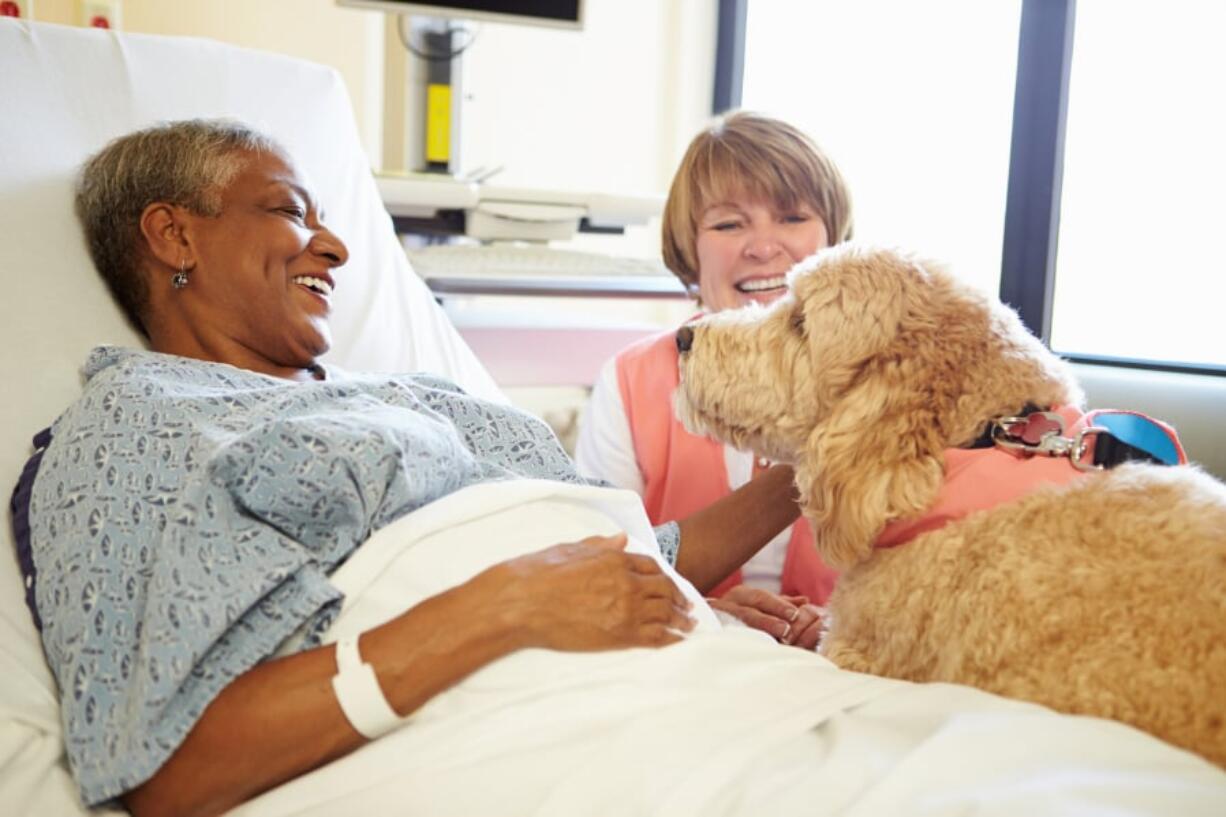 Animal-assisted therapy can reduce pain and anxiety in people with a range of health problems.