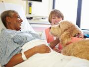 Animal-assisted therapy can reduce pain and anxiety in people with a range of health problems.