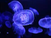 Jellyfish swim in a tank at an aquarium in Tokyo on Aug. 8, 2013.