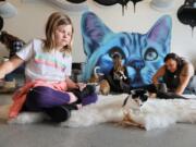 Cats get attention from visitors on opening day at Cat & Craft in Vista, Calif., on Jan. 12.